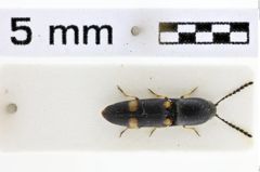 Foto (Dorsalansicht) von Priopus aequalis (Candèze, 1878)